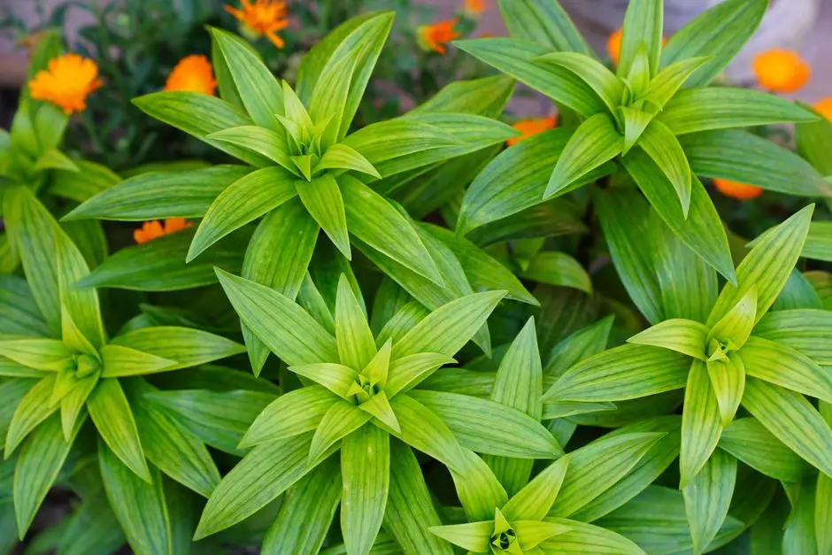 Greens & Outdoors at AMBUJA TREE OF LIFE LATAGURI, Dooars, Lataguri