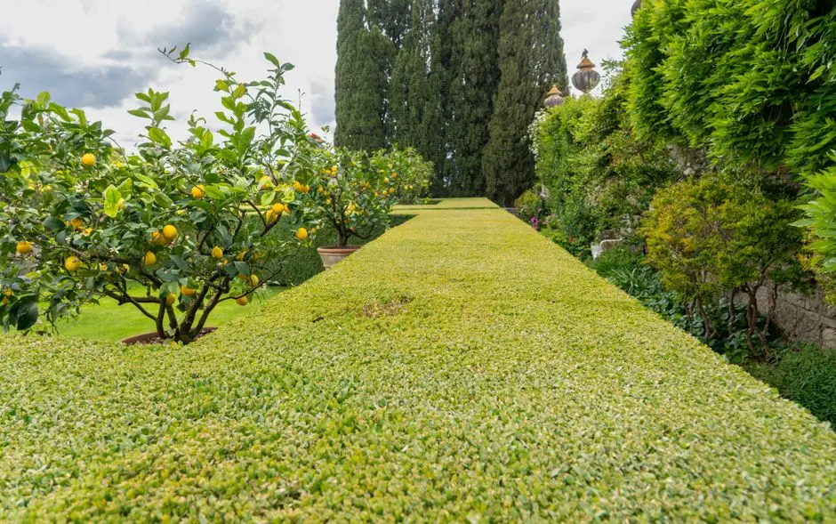 Greens & Outdoors at AMBUJA TAJ LATAGURI, Dooars, Lataguri