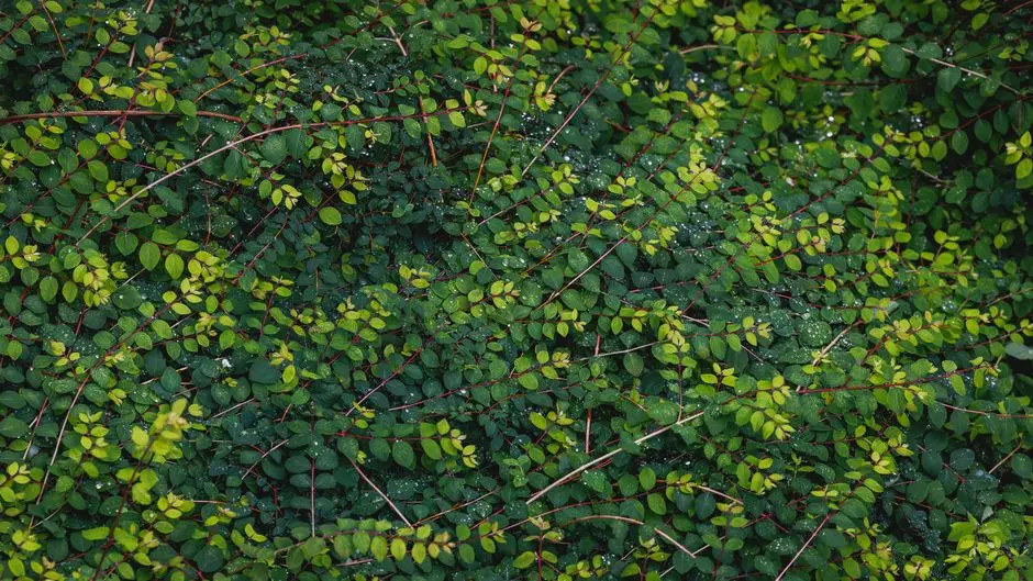 Greens & Outdoors at AMBUJA TAJ BRANDED VILLAS GANGTOK, East Sikkim, Gangtok